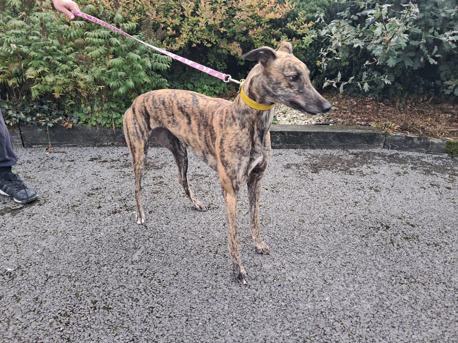 Pretty Rosie : Moving to Kingsley