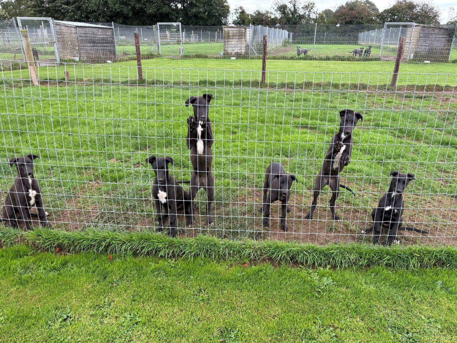 Grangeview Ten x Moanteen Sassy 1 x Bitch July 2026 pups (Litter sister to Bockos Diamond)