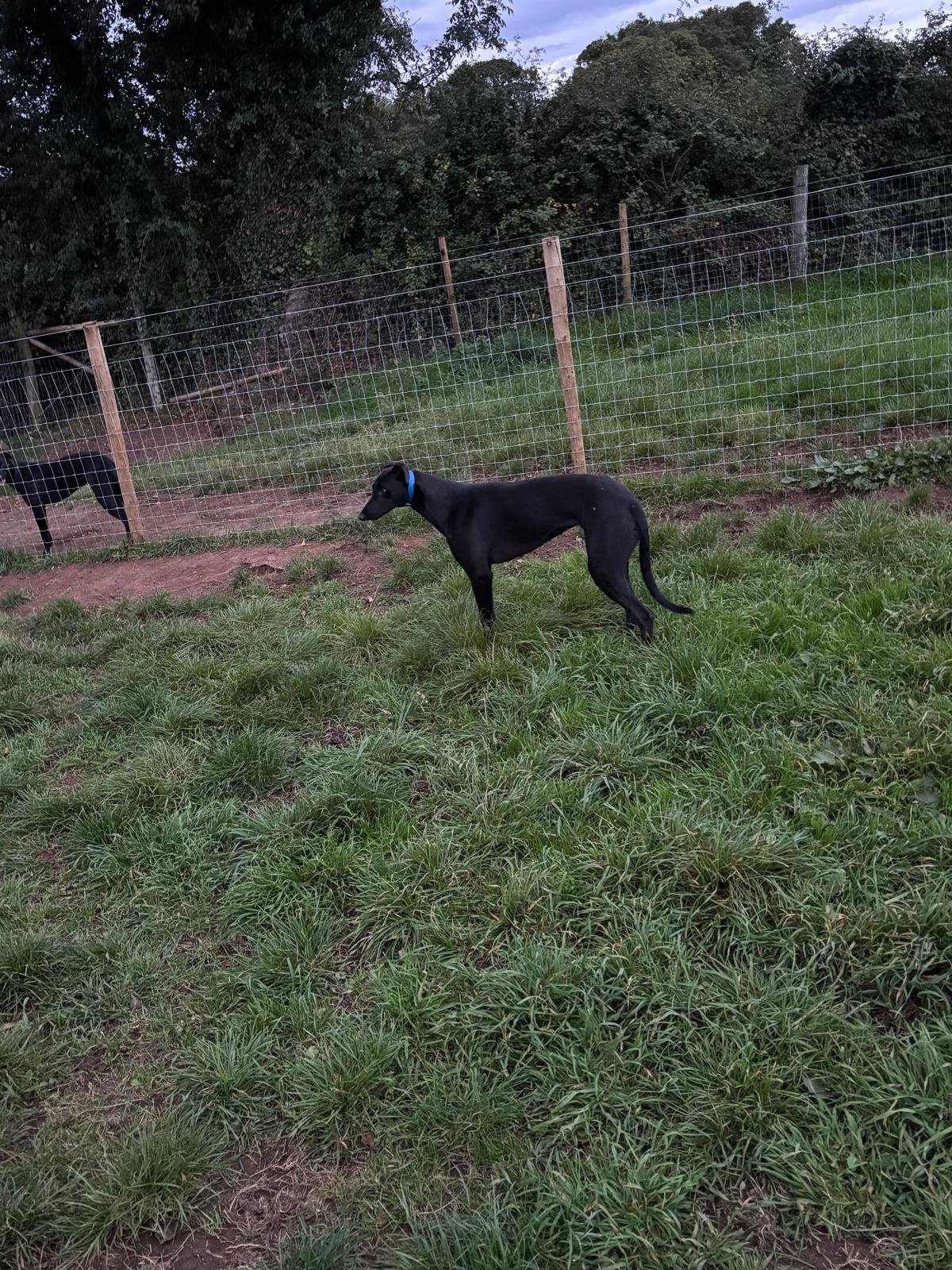 Coolavanny Hoffa x Speed Flash (October 2025 Pups) Forest Natalee dam lines