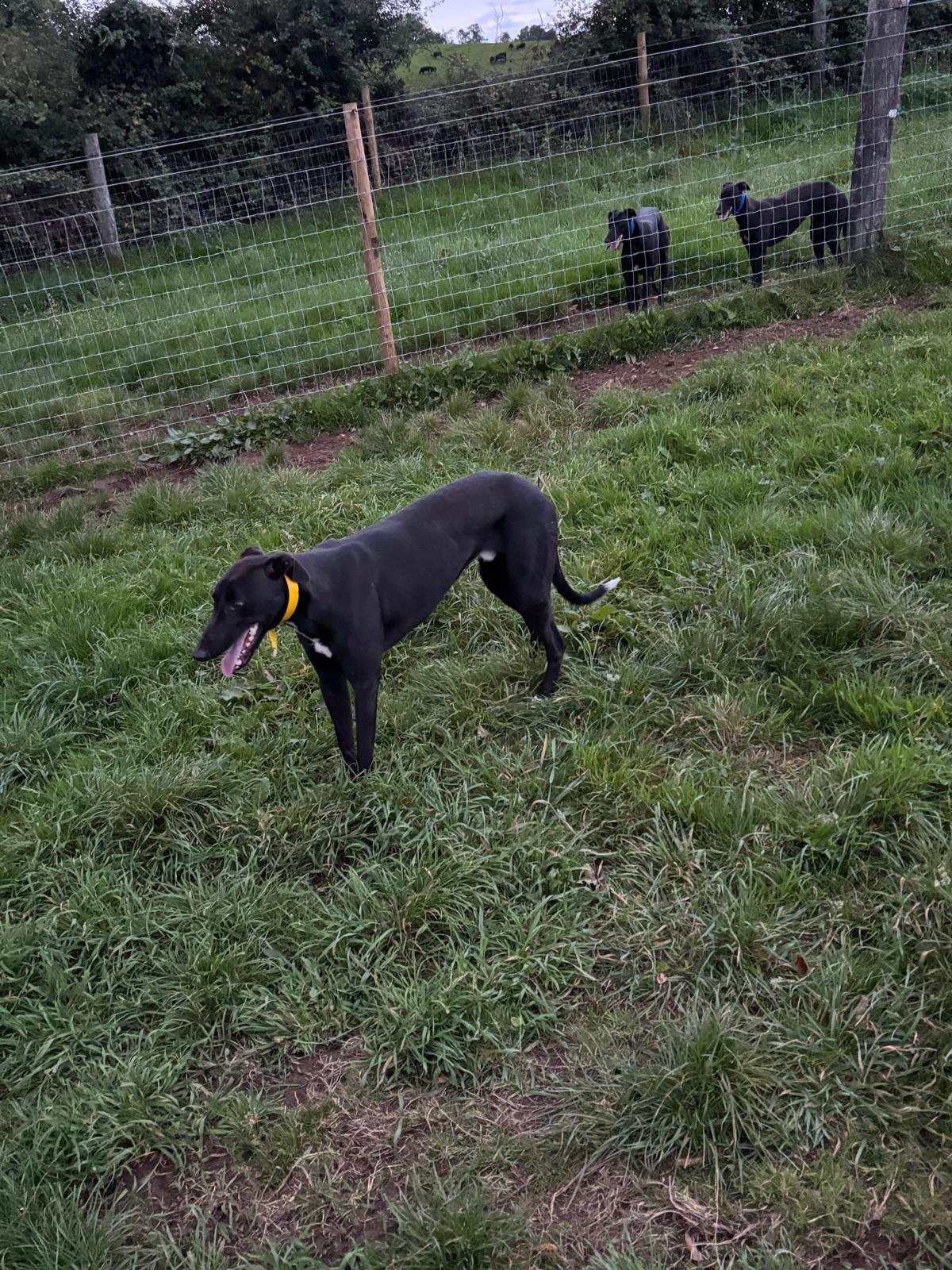Coolavanny Hoffa x Speed Flash (October 2025 Pups) Forest Natalee dam lines