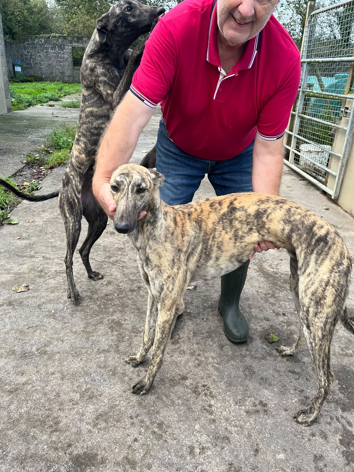 Dorotas Wildcat x Drumshanbo Susie (Daughter of Susie Sapphire) (October 2025 Saplings)