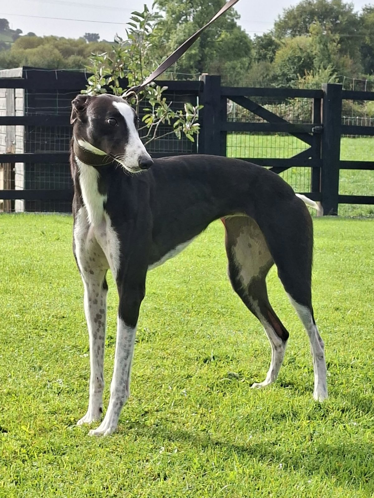 Velvet Lagatha (Stayer) : October 2024 : 31.20 575 Limerick : 42.34 750 Tralee