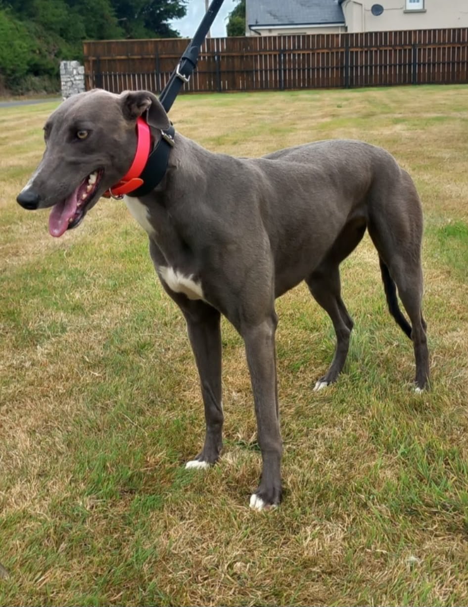 In All Honesty : May 2025 : Unraced 18.78 + 29.97 Thurles Qualifying Trials