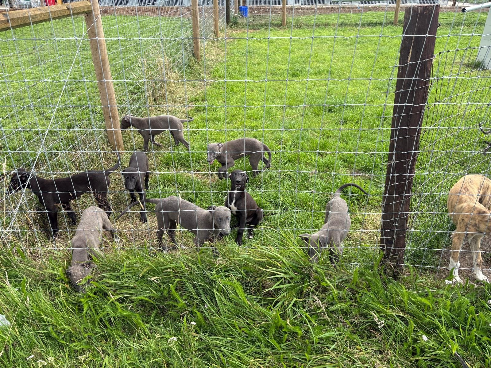Saplings : Ballymac Cashout x Jacintas Lady : July 2025